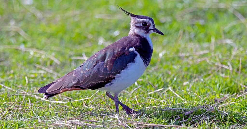 Ecology Lapwing - Featured Image