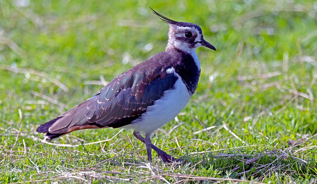 Ecology Lapwings