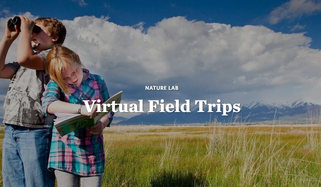 Nature Lab Virtual Field Trip – Responsible Forest Management